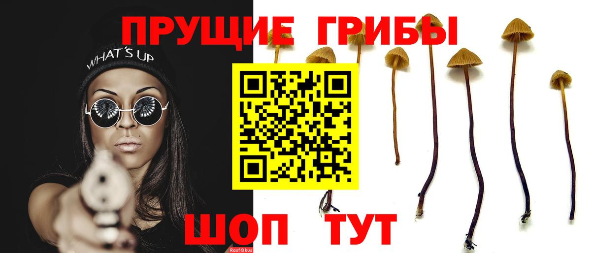 Старая Русса  Псилоцибиновые грибы Psilocybine cubensis  Вход с VPN 